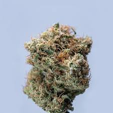 Ultimate Guide to Weed Seeds NYC Varieties, Legality, and Where to Find Them