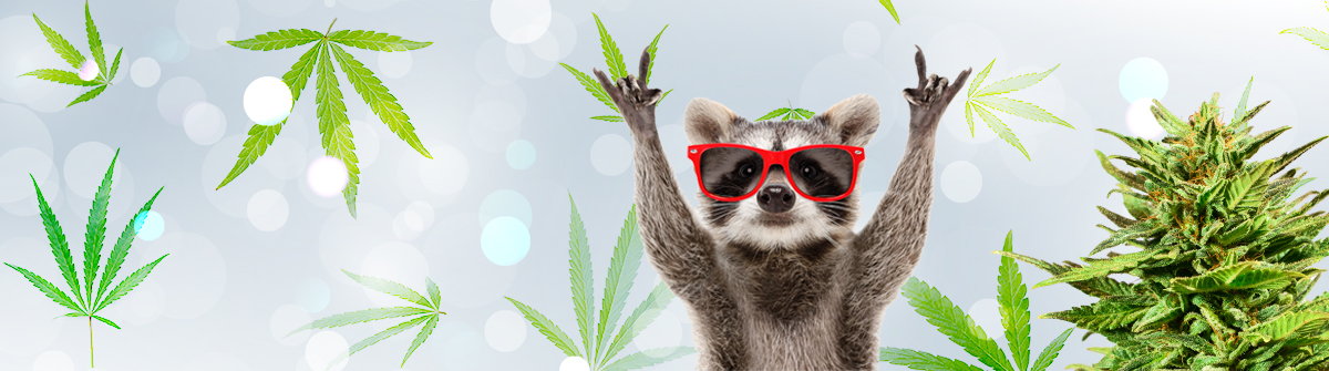 Ultimate Guide to Weed Seeds NYC Varieties, Legality, and Where to Find Them