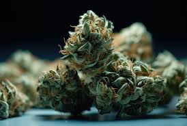 Ultimate Guide to Weed Seeds NYC Varieties, Legality, and Where to Find Them